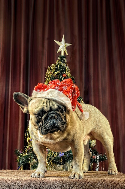 Photo portrait of dog in santa hat standing on table by christmas tree at home