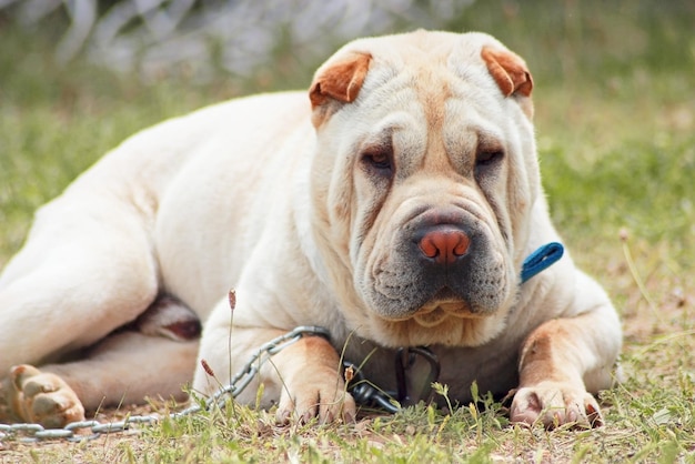 Foto ritratto di un cane shar-pei sdraiato sull'erba