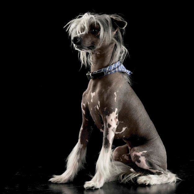 Photo portrait of dog sitting against black background