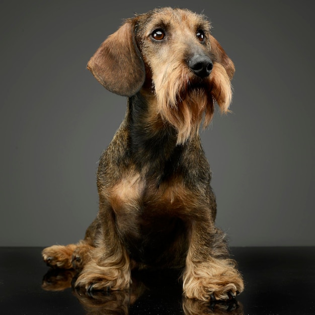 灰色の背景に座っている犬の肖像画