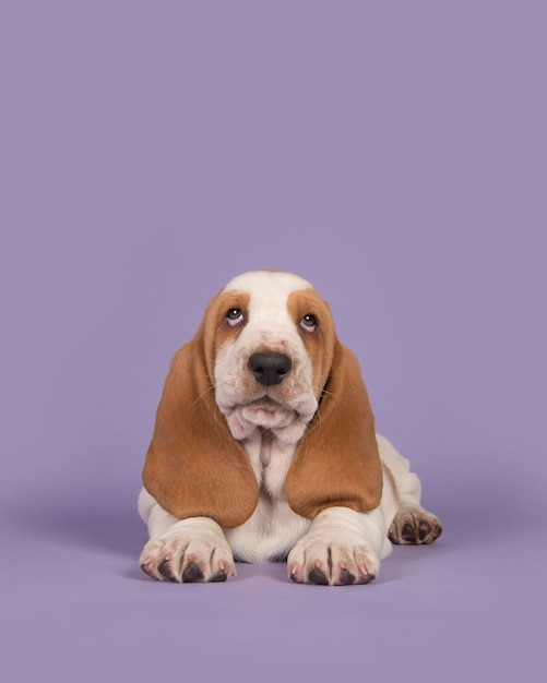 Portrait of dog sitting against gray background