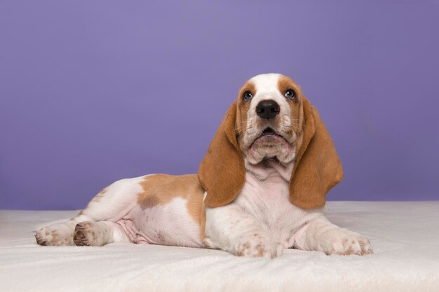 Portrait of dog sitting against gray background