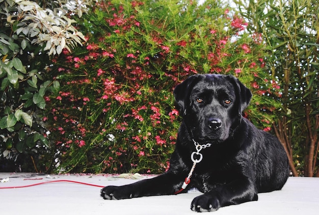 植物に背を向けて座っている犬の肖像画