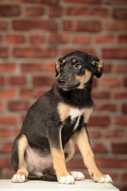 Portrait of dog sitting against wall