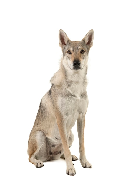 白い背景に座っている犬の肖像画