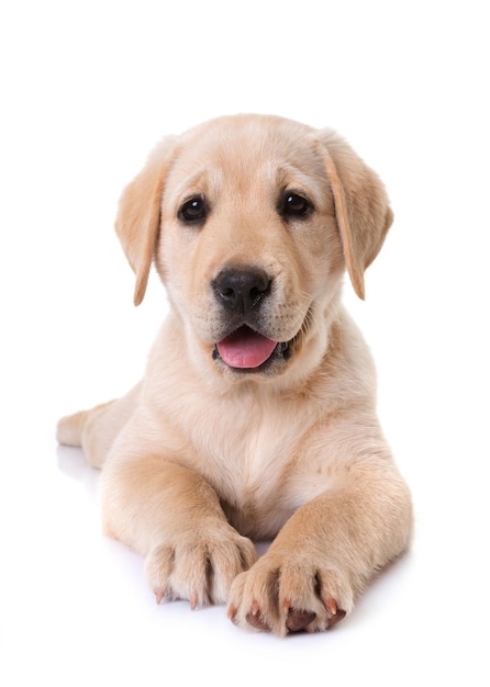 白い背景に座っている犬の肖像画