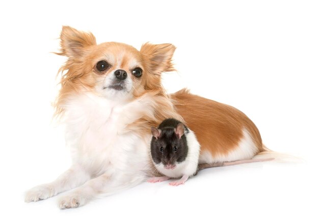 白い背景に座っている犬の肖像画