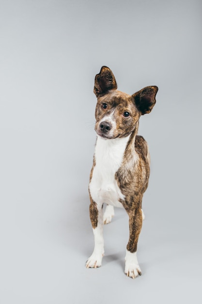Portrait of dog sitting against white background