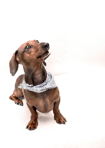 Photo portrait of dog sitting against white background