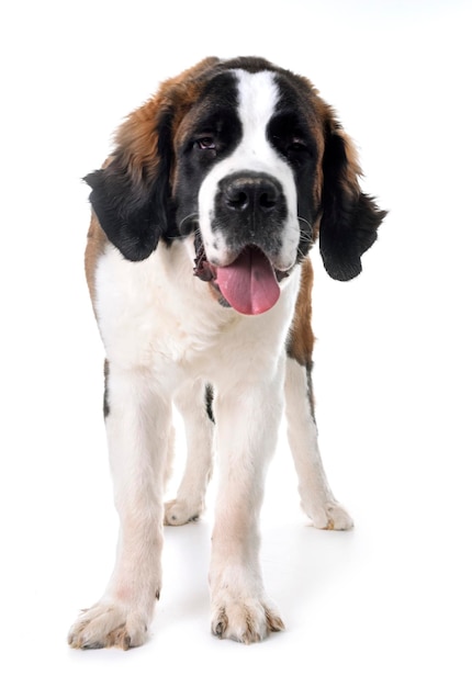 白い背景に座っている犬の肖像画