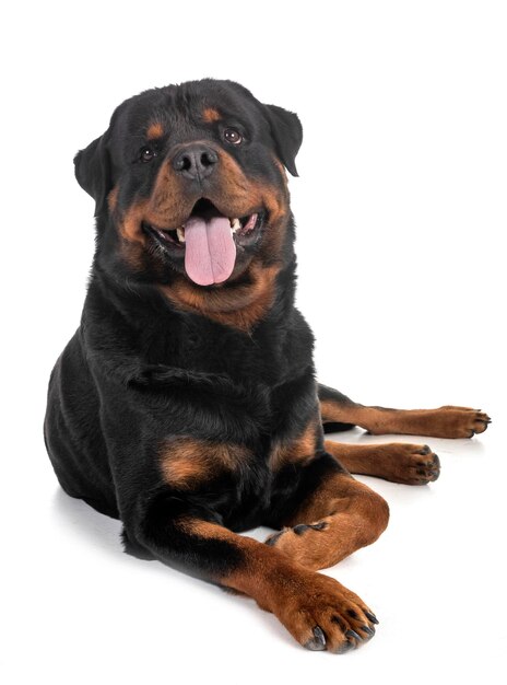 白い背景に座っている犬の肖像画