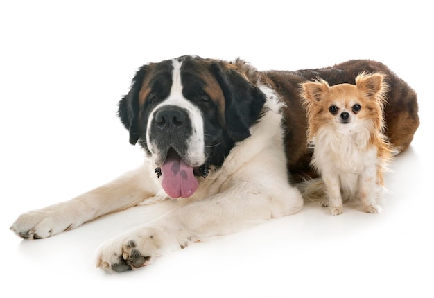 白い背景に座っている犬の肖像画