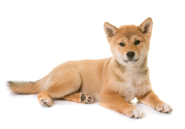 白い背景に座っている犬の肖像画