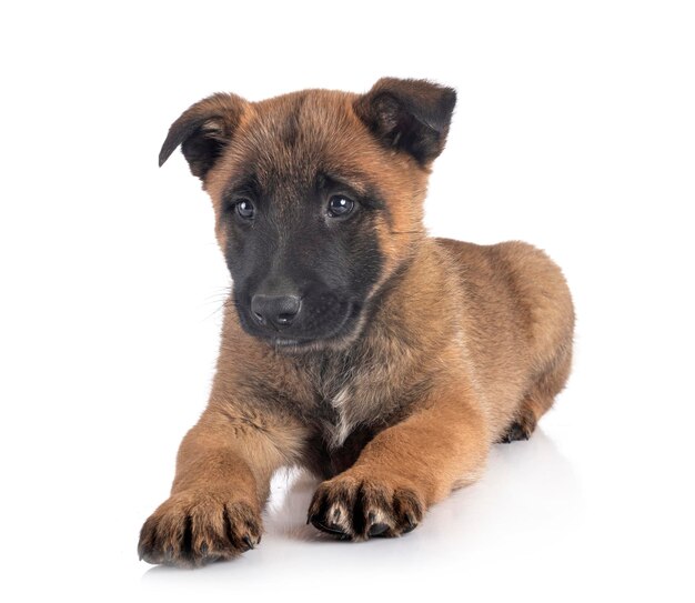白い背景に座っている犬の肖像画