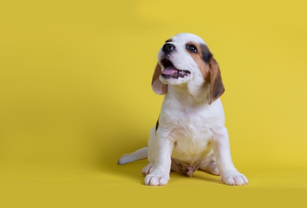 黄色い背景に座っている犬の肖像画
