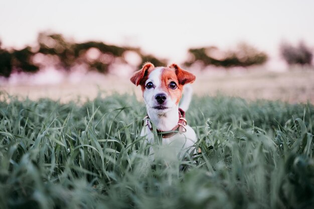 Photo portrait of dog sitting amidst grass