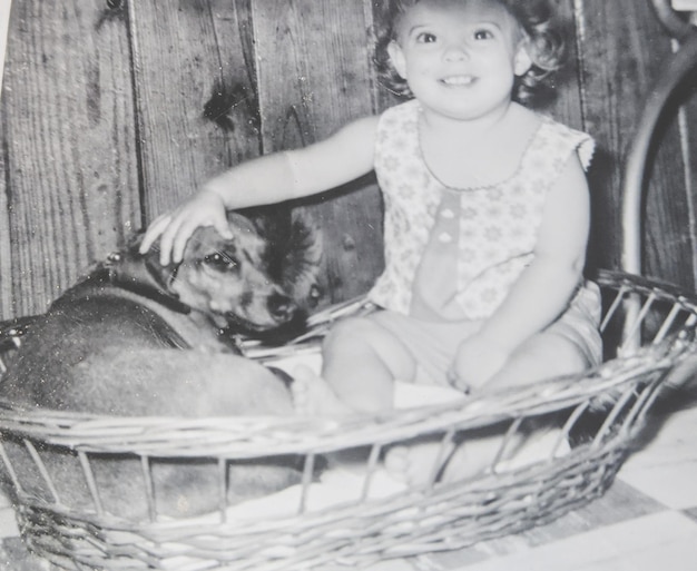 Portrait of dog sitting in basket