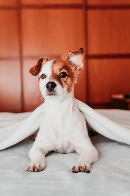 ベッドに座っている犬の肖像画