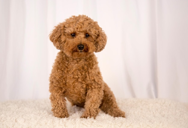 Portrait of dog sitting on bed