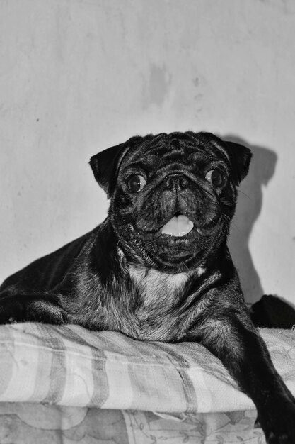 Portrait of dog sitting on blanket