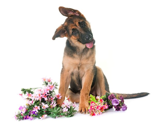 白い背景の花のそばに座っている犬の肖像画