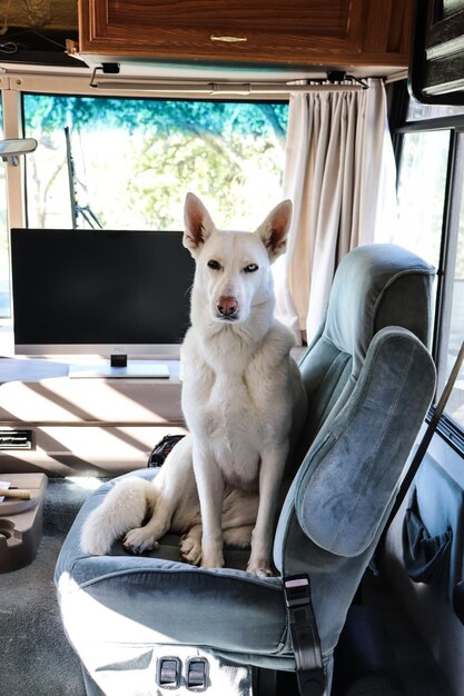 Photo portrait of dog sitting on chair