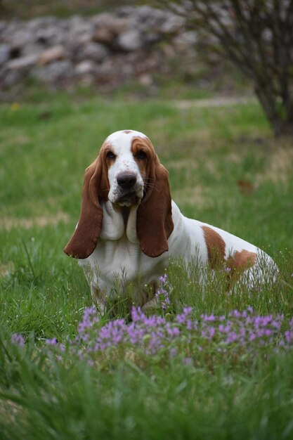 Portrait of dog sitting on field