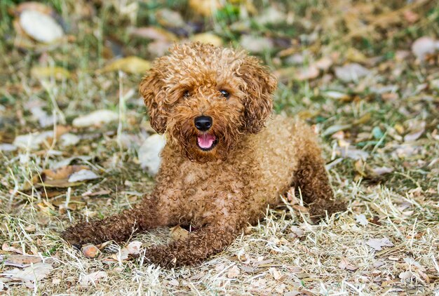 Photo portrait of dog sitting on field