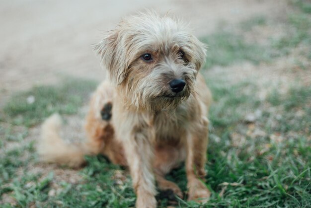 Photo portrait of dog sitting on field