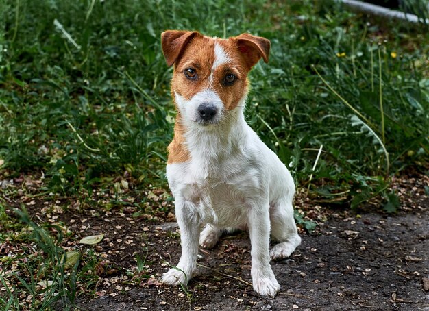 Portrait of dog sitting on field