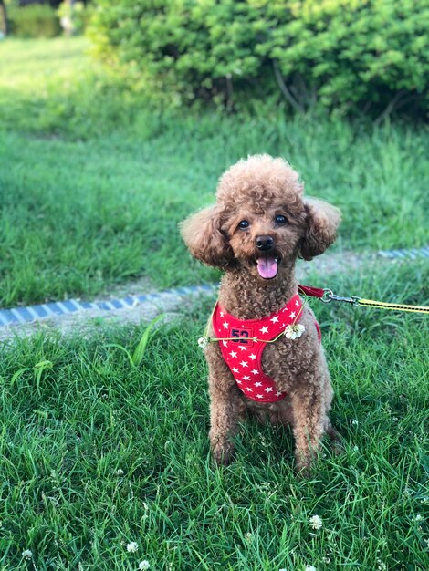 Photo portrait of dog sitting on field