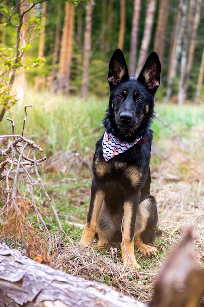 Photo portrait of dog sitting on field