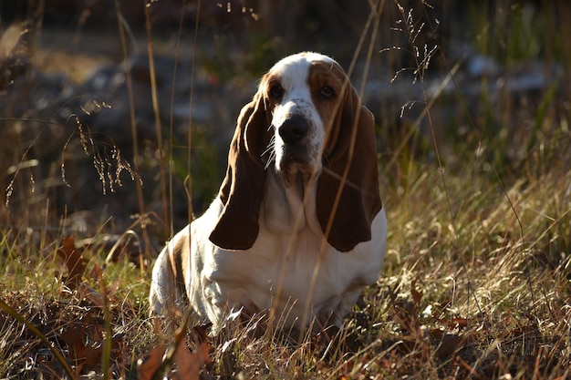 Photo portrait of dog sitting on field