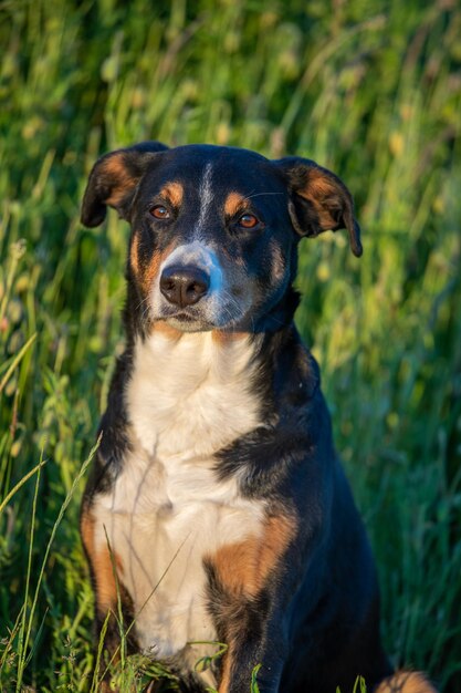 Photo portrait of dog sitting on field