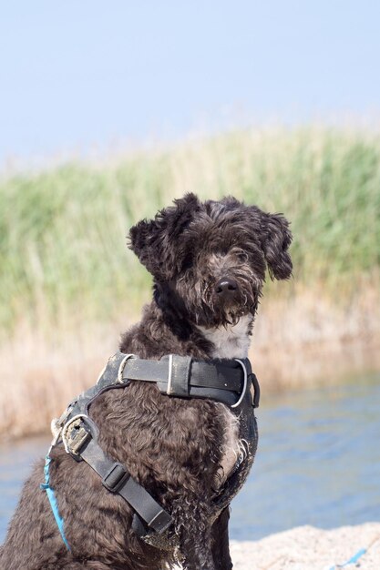 Foto ritratto di un cane seduto sul campo