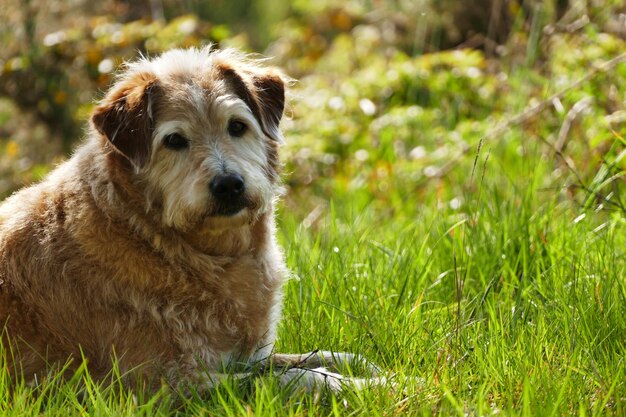 Photo portrait of dog sitting in field