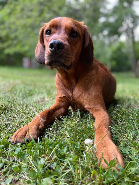 Portrait of dog sitting on field