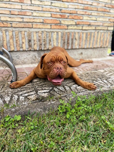 Photo portrait of dog sitting on field