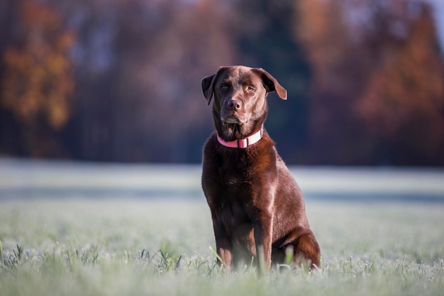 フィールドに座っている犬の肖像画