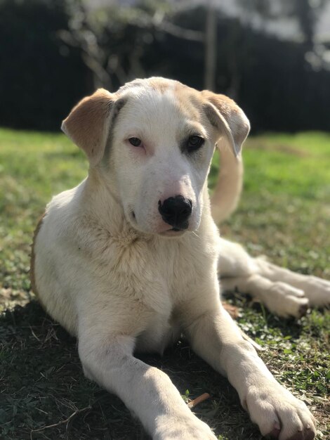 Portrait of dog sitting on field