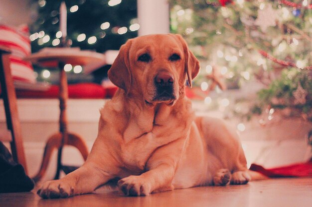 Foto ritratto di un cane seduto a casa sul pavimento