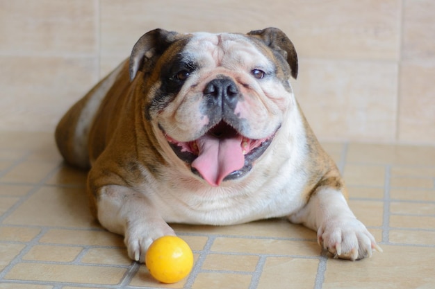 Foto ritratto di un cane seduto a casa sul pavimento