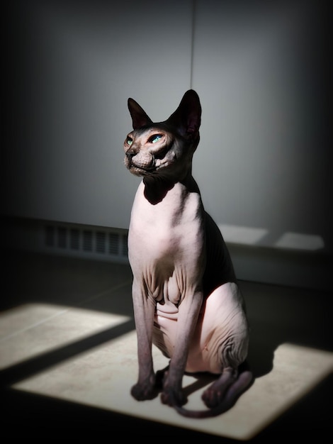 Photo portrait of a dog sitting on floor at home