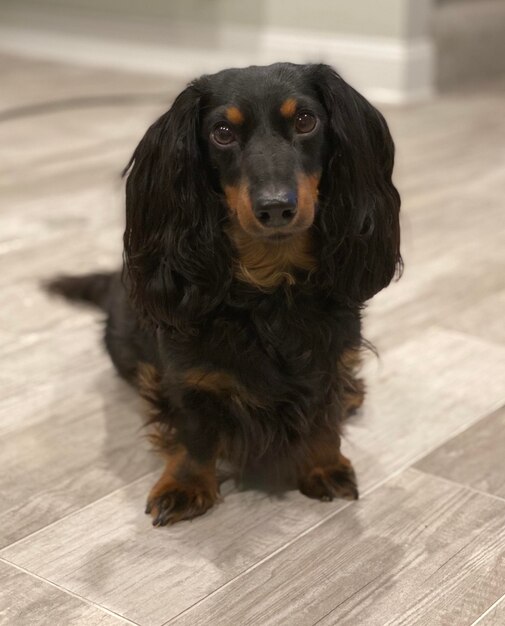 Photo portrait of dog sitting on floor