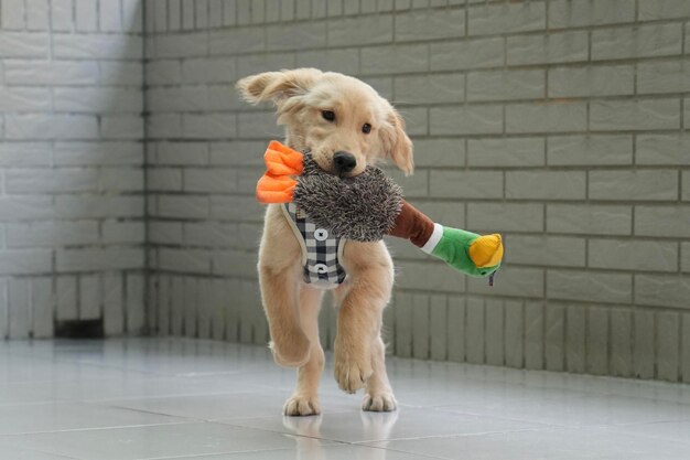 床に座っている犬の肖像画