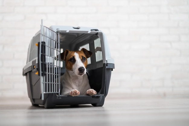 Foto ritratto di un cane seduto sul pavimento