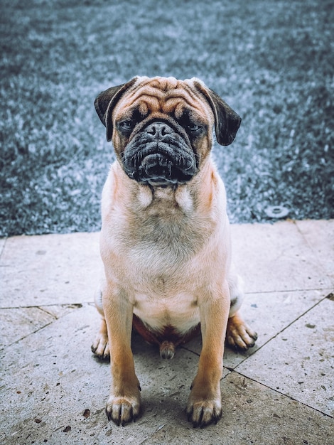 Photo portrait of a dog sitting on footpath