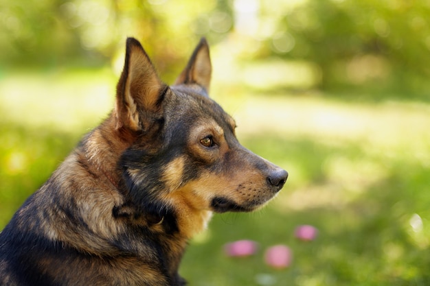 Portrait of the dog sitting in the garden