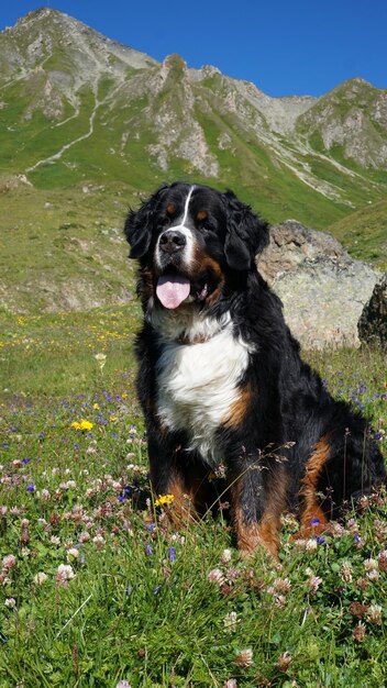 Foto ritratto di un cane seduto sull'erba contro le montagne