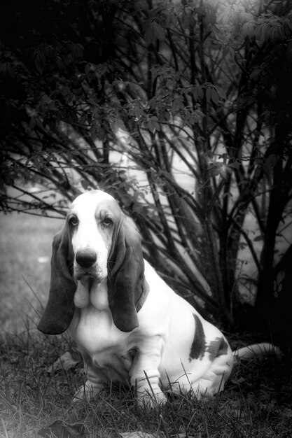 Portrait of dog sitting on grass